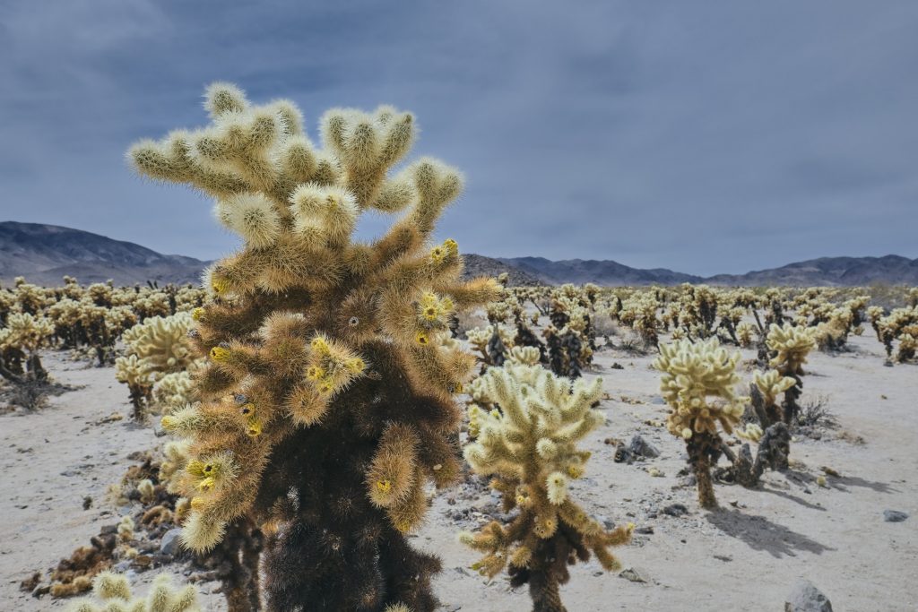 XF16/1.4 Beispielbild aus Death Valley