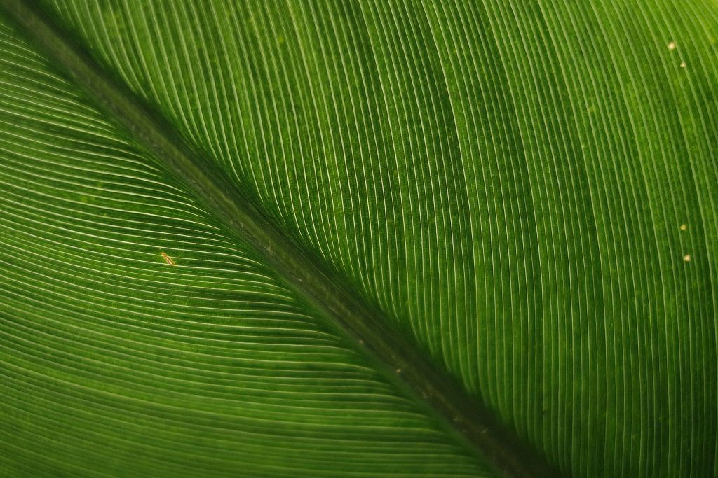 Fujifilm JPG Rezepte