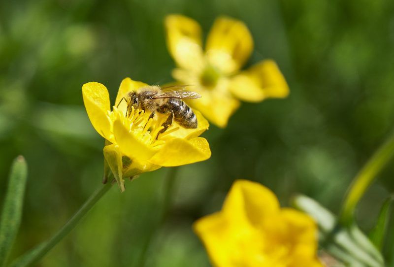Fototour im Killesberg Park Stuttgart – Naturmotive und Makrofotografie