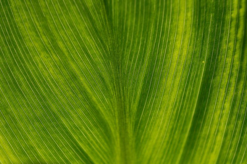 Makrofotografie mit Nahlinse