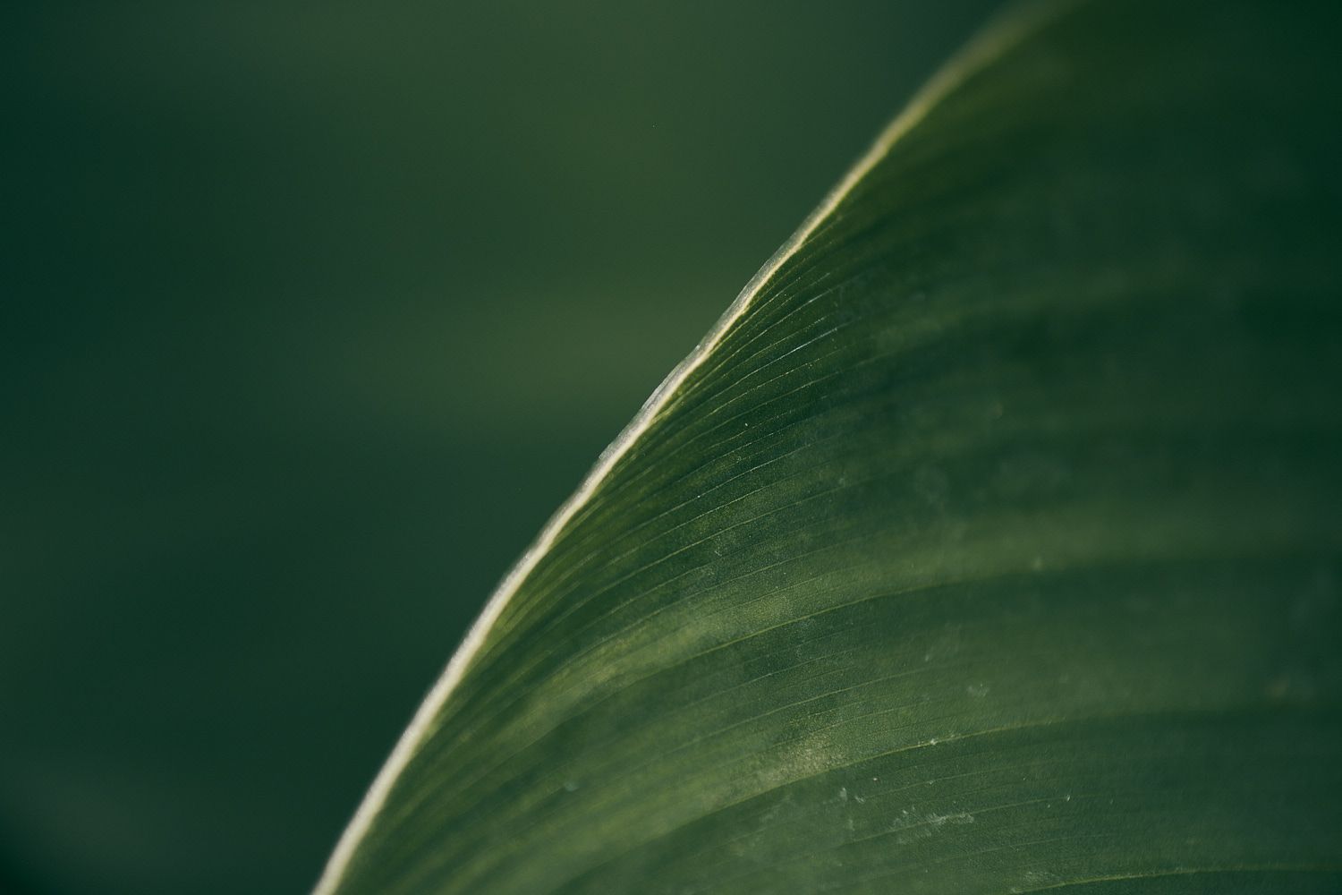 Makrofotografie mit Nahlinse