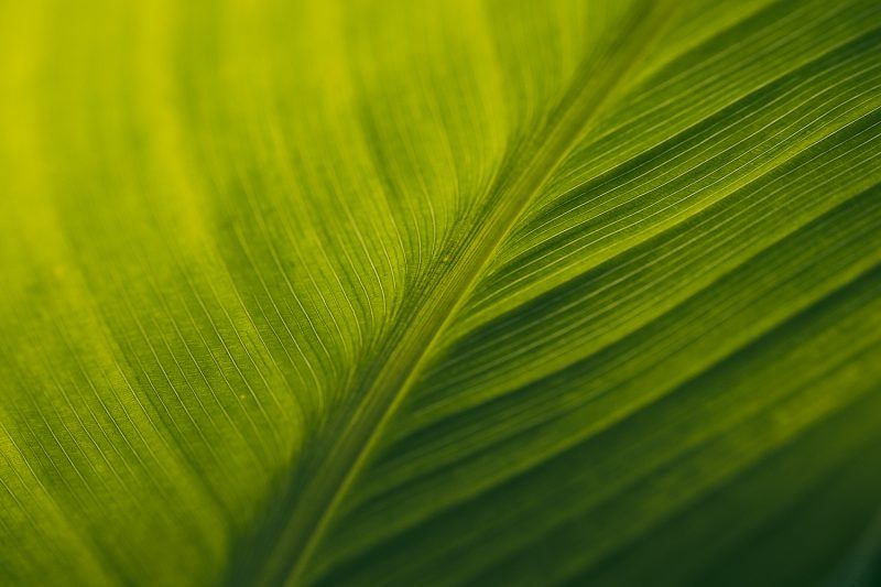 Makrofotografie bei einer Fototour im Killesberg Park Stuttgart
