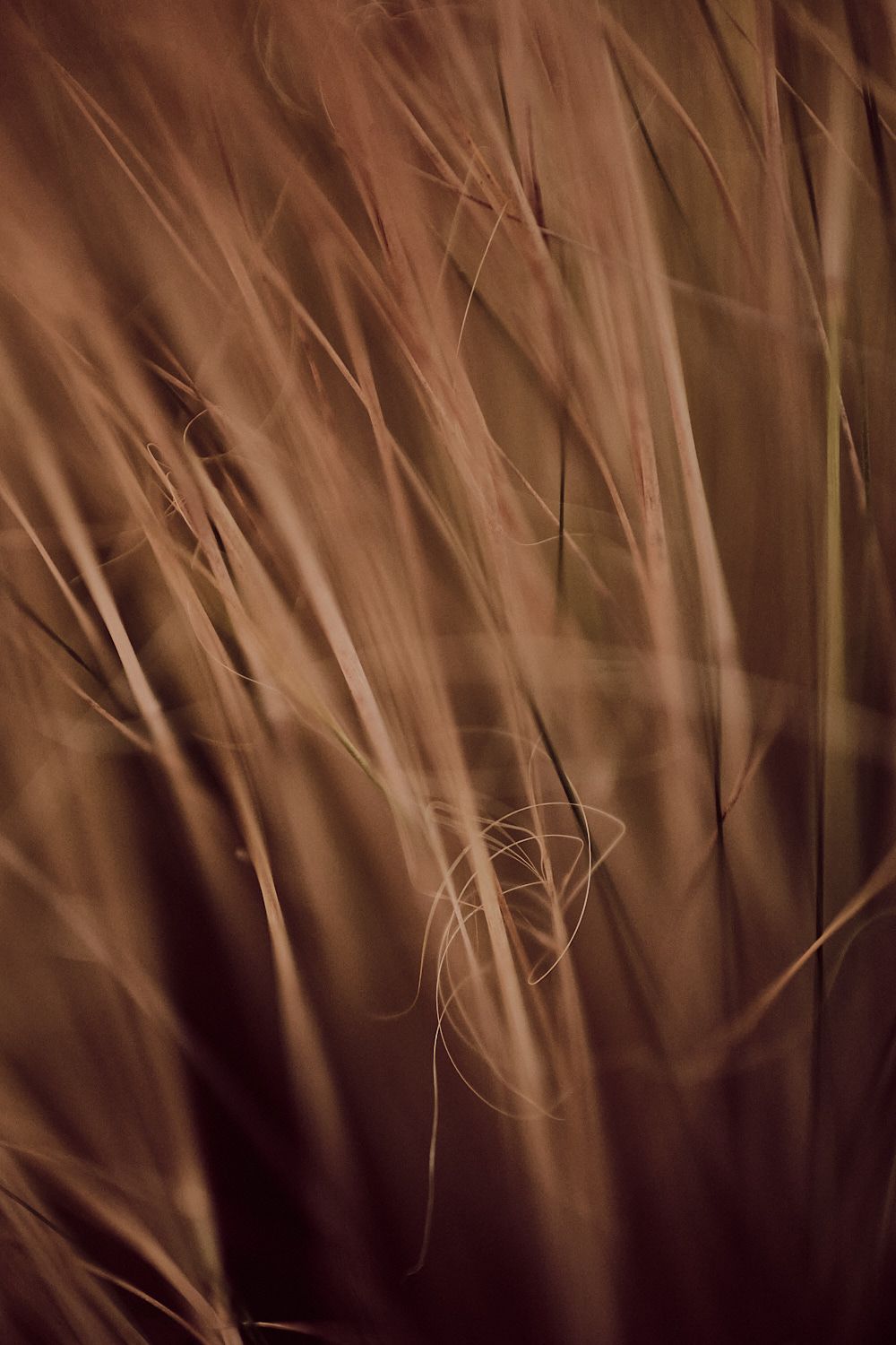 Makrofotografie mit Nahlinse