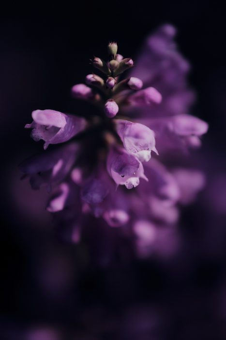 Makrofotografie mit Nahlinse