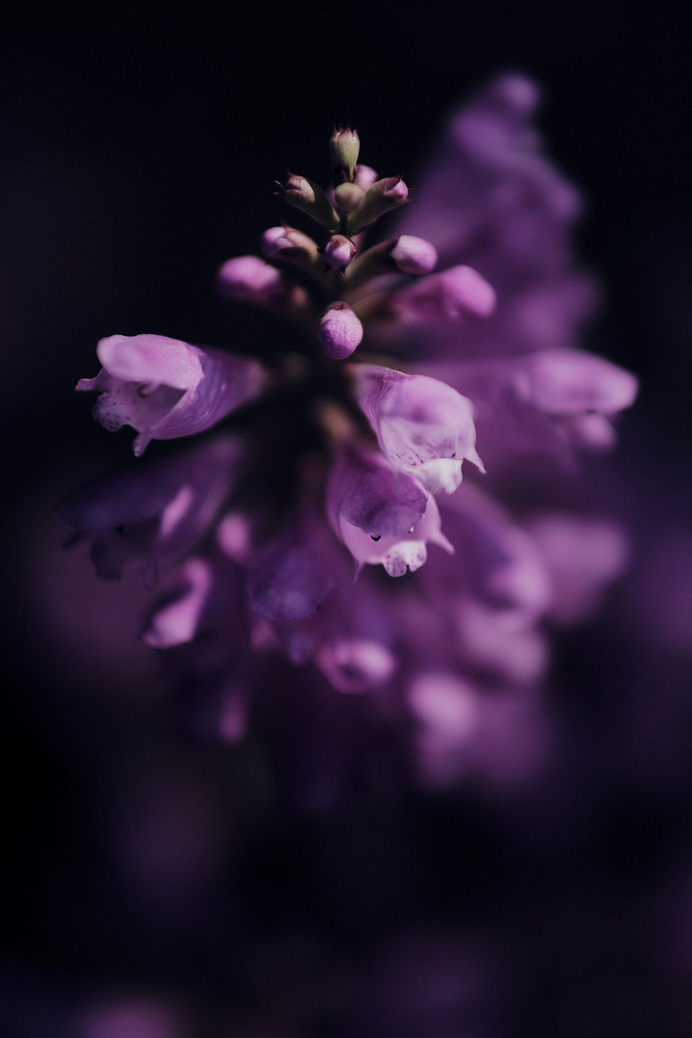 Makrofotografie mit Nahlinse