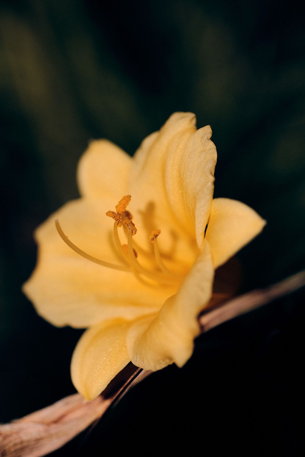 Makrofotografie mit Nahlinse