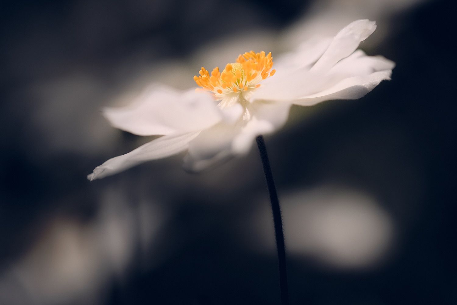 Makrofotografie mit Nahlinse