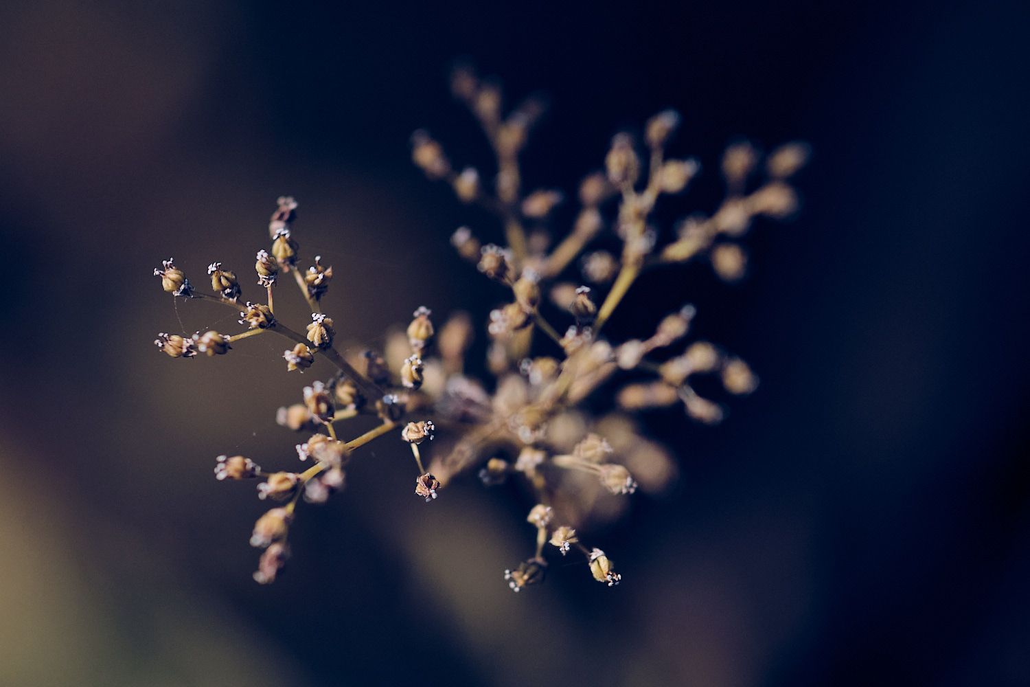 Makrofotografie mit Nahlinse