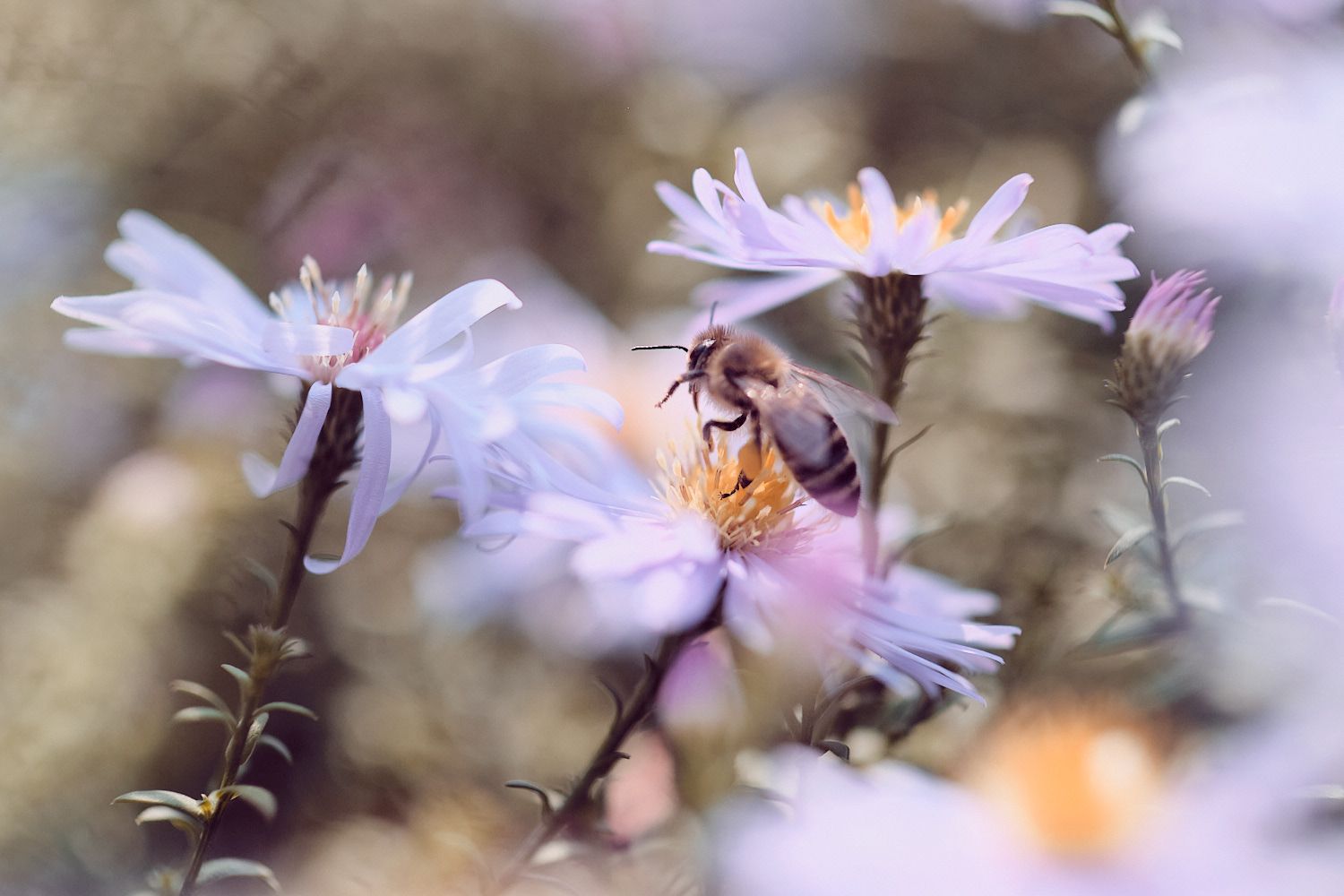 Makrofotografie mit Nahlinse