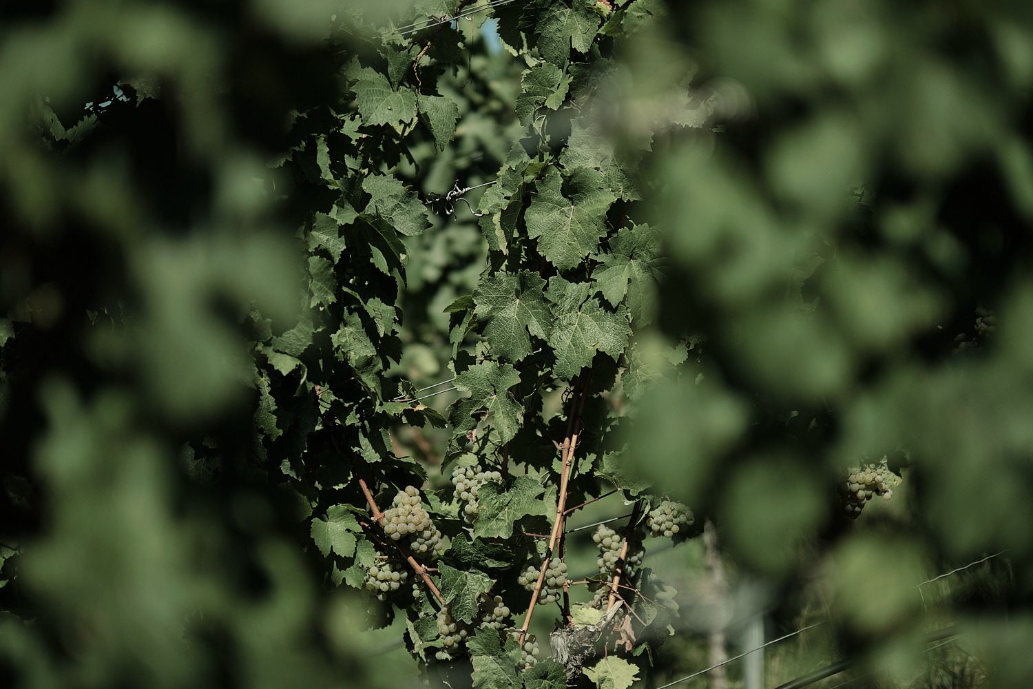 Fuji XF50 F1.0 Beispielbild