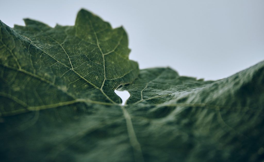 Fototour Weinberge Stuttgart