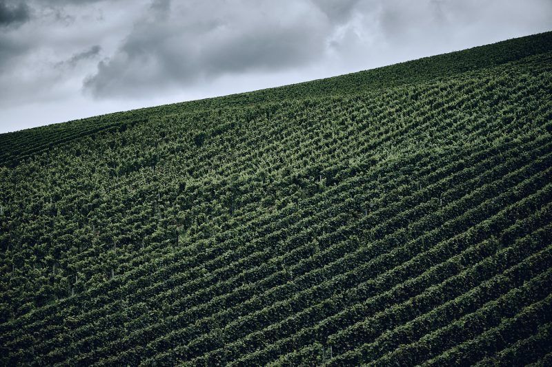 Fototour Weinberge Stuttgart