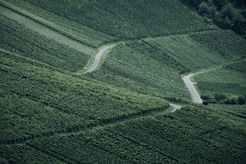 Fototour Weinberge Stuttgart