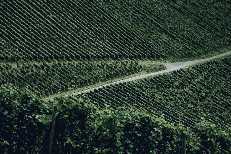Fototour Weinberge Stuttgart